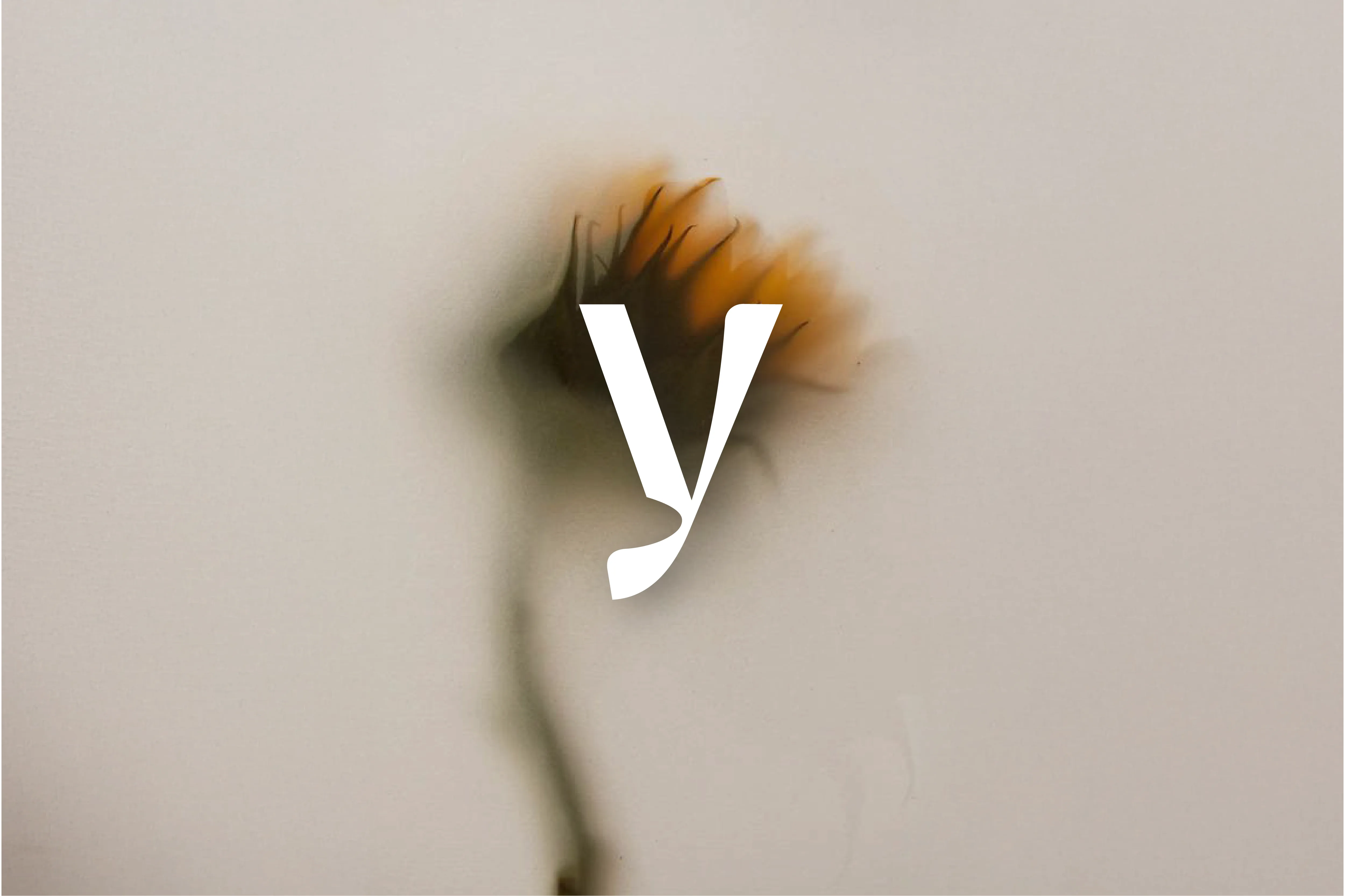 Y-dra signature y over a blurred dried flower